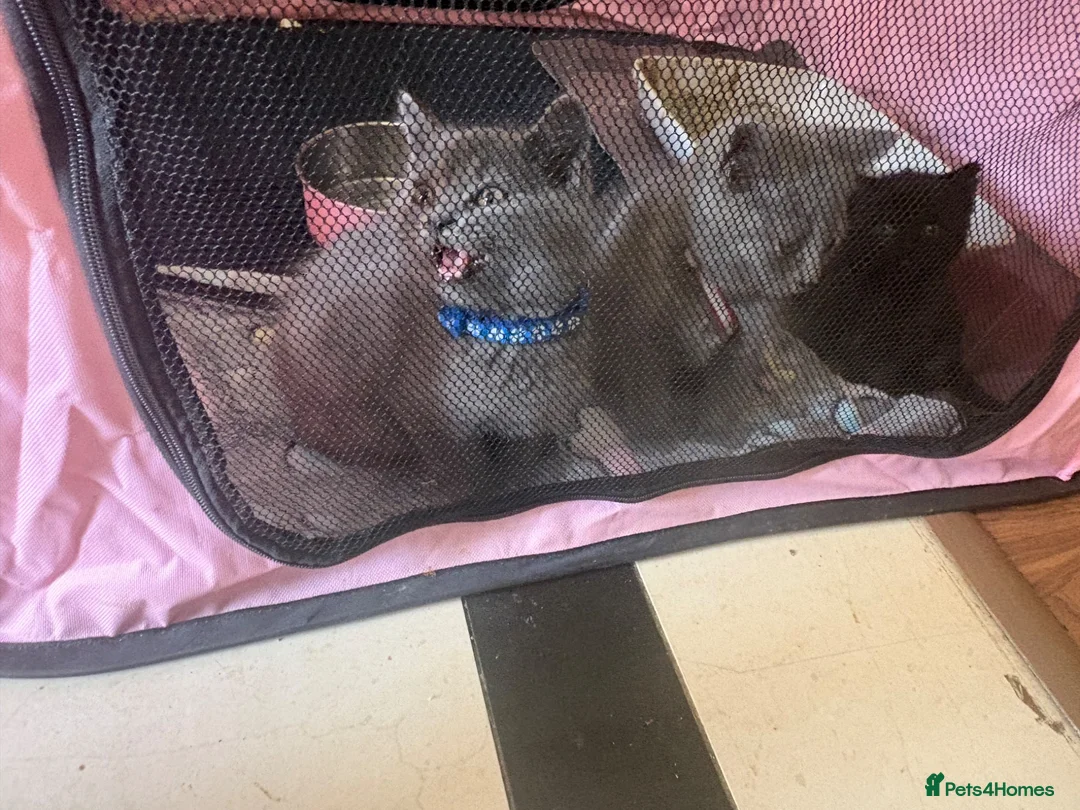British Shorthair cats for sale: British Shorthair kittens  - Advert 1