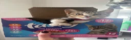 Mixed Breed cats for sale: 2 Half Bengal x Tabby kittens (Must go together.) - Advert 8
