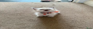 Orange collar - Boy