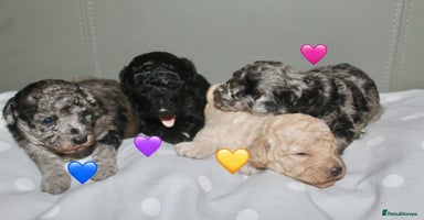 Cockapoo dogs - Advert 11