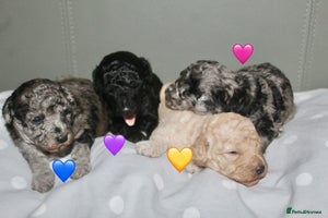 Cockapoo dogs - Advert 11