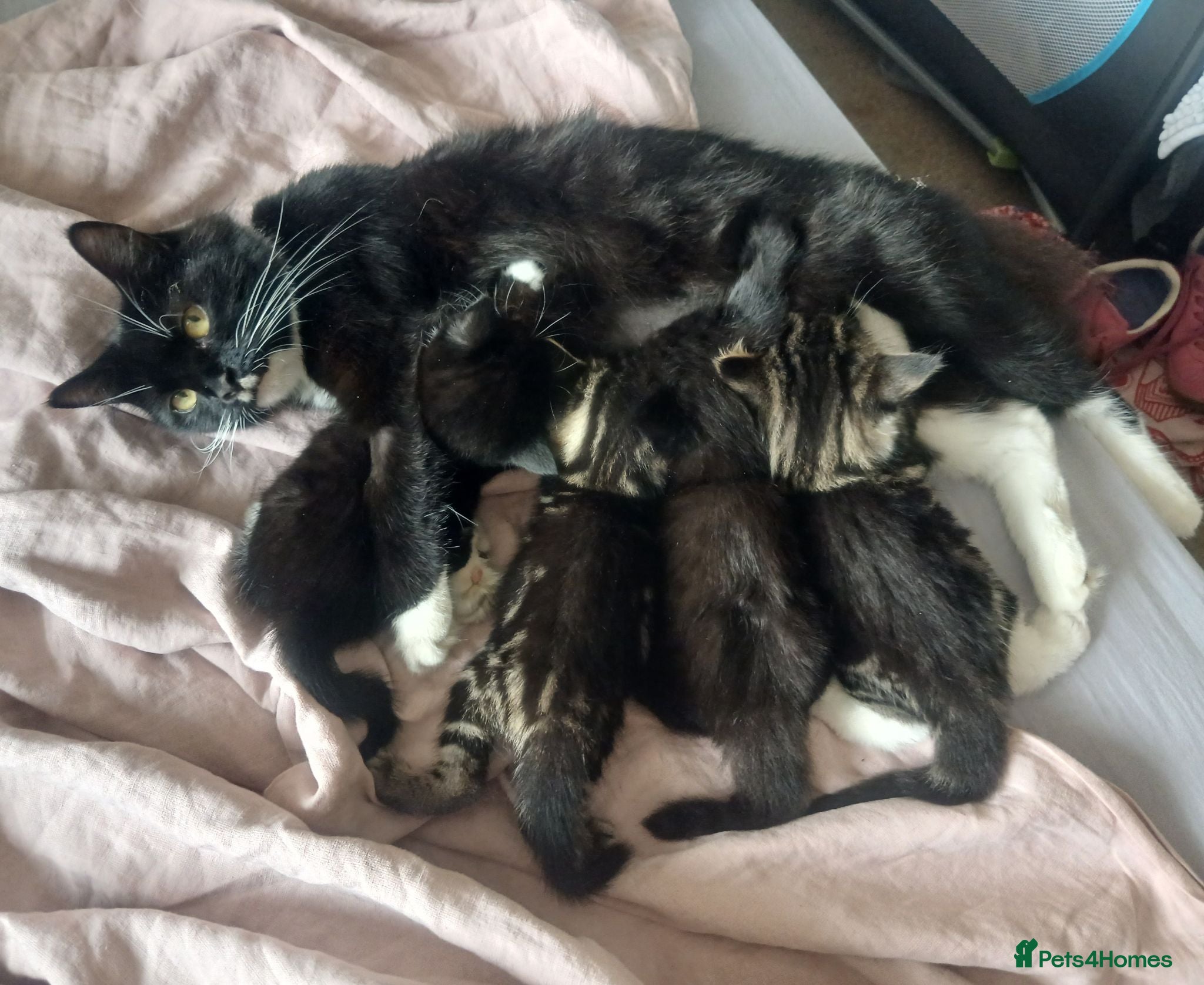 Mixed Breed cats Two fluffy kittens for Autumnal snuggles - Advert 1