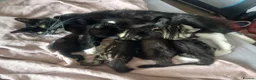 Mixed Breed cats for sale: Two fluffy kittens for Autumnal snuggles in Enfield - Advert 1