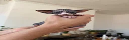 Sphynx cats for sale: Unusual Sphinx’s kittens  - Advert 6
