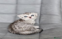 Scottish Fold cats for sale: Scottish mixed  - Image 14