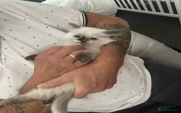 Ragdoll cats for sale: Ragdoll kittens  - Image 5