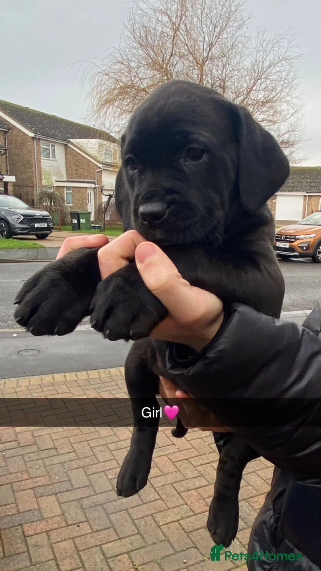 Cane Corso dogs for sale: Cane corso bandog - Advert 3