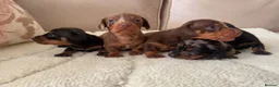 Miniature Dachshund dogs for sale: 🐾Rainbow Litter of Miniature Daschaunds🐾 in Orpington - Advert 4