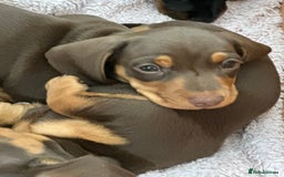 Miniature Dachshund dogs for sale: Two beautiful, sweet natured little boy puppies  - Image 3