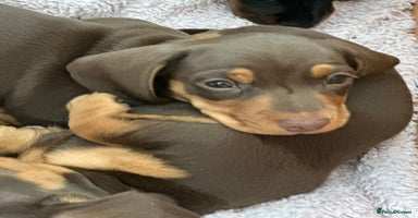 Miniature Dachshund dogs - Advert 15