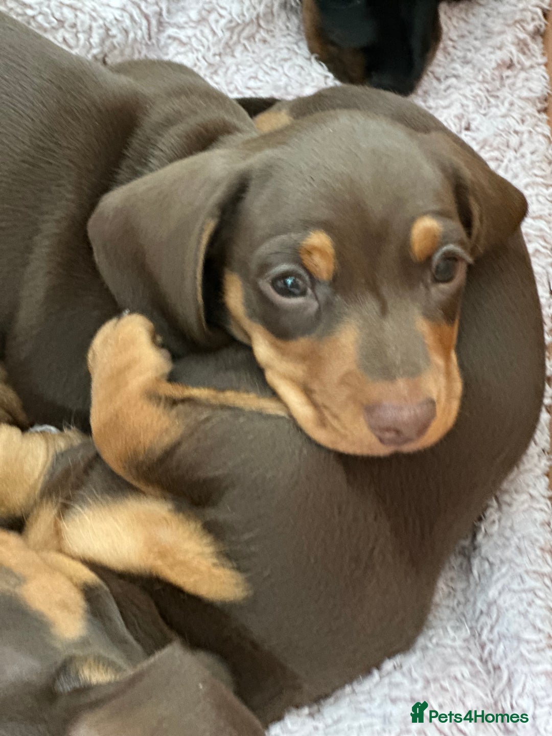 Miniature Dachshund dogs for sale: Two beautiful, sweet natured little boy puppies  - Image 3