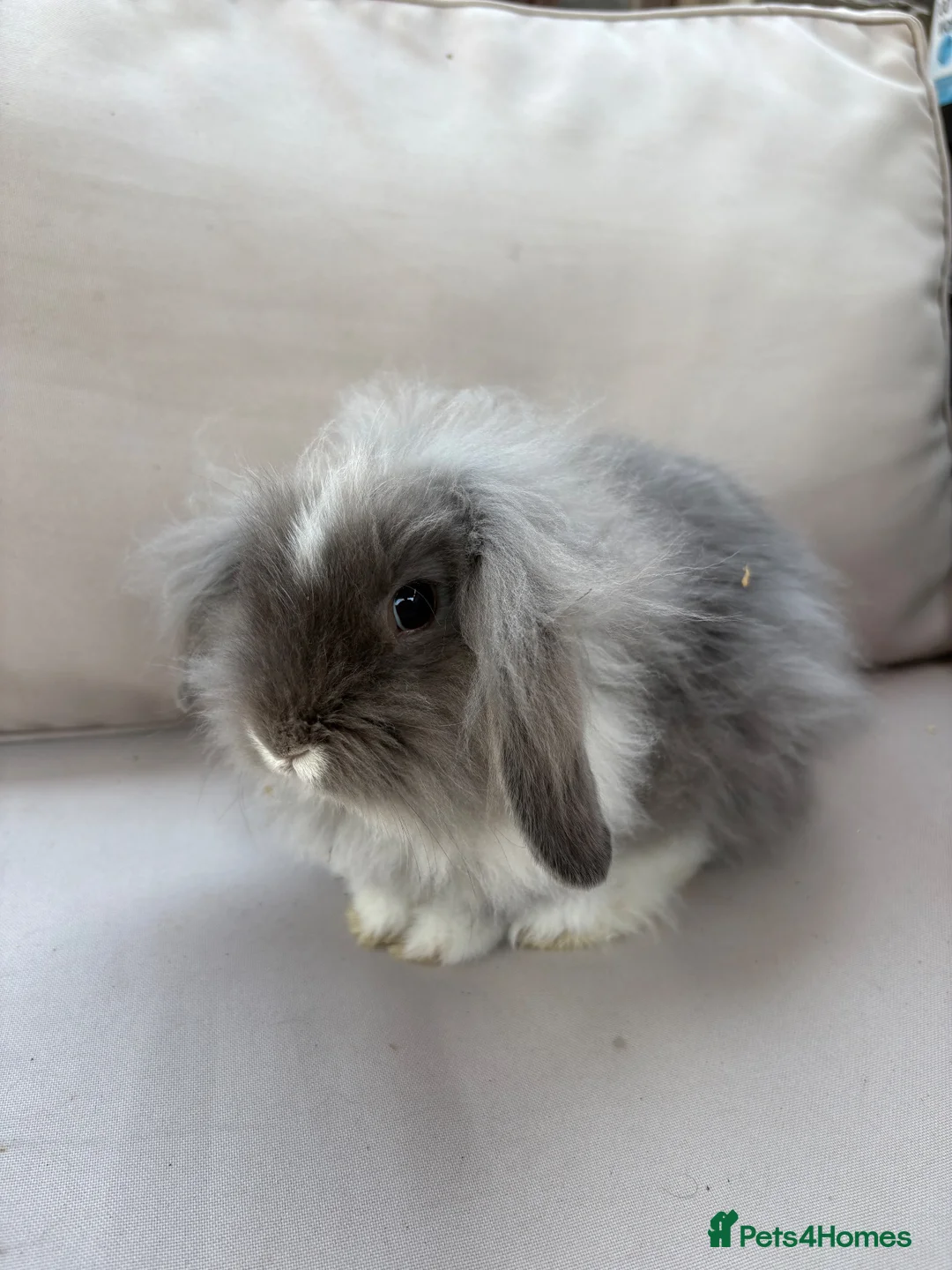 Mini Lion Lop rabbits for sale: MALE X2 Mini lion lop ready to go  - Advert 2