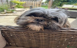 Shih Tzu dogs for stud: Gorgeous shih tzu for stud - Image 4