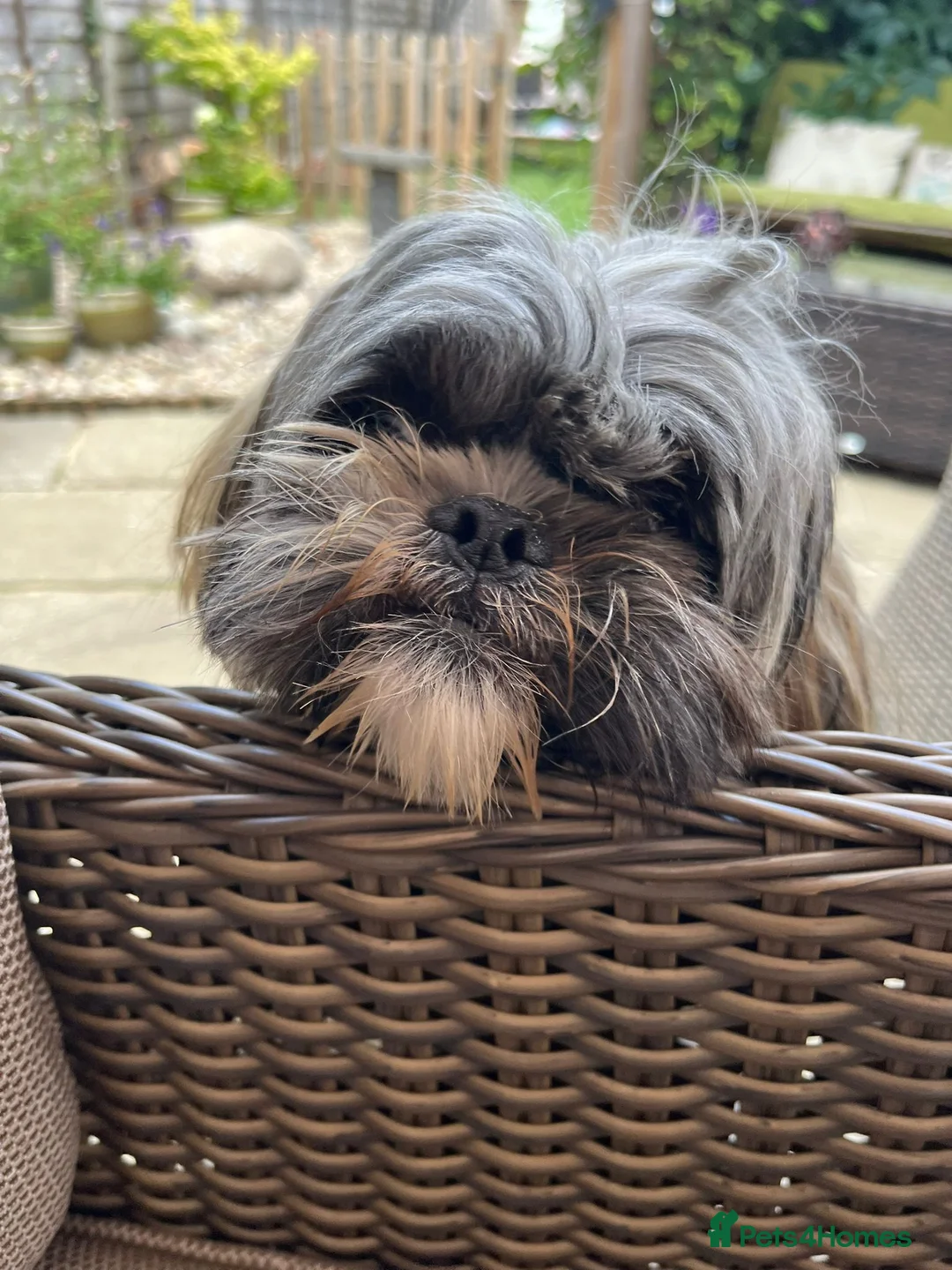 Shih Tzu dogs for stud: Gorgeous shih tzu for stud - Advert 4