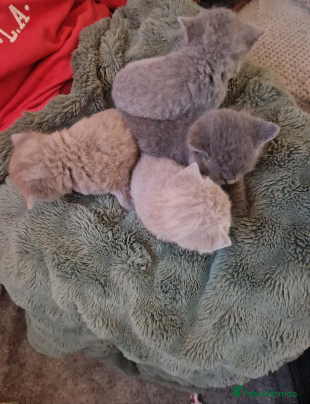 British Shorthair cats for sale: Pedigree British Shorthair Kittens- Lilac & Bluess - Advert 2