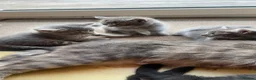 Mixed Breed cats for sale: 5 Adorable Grey & Black Kittens - Advert 7