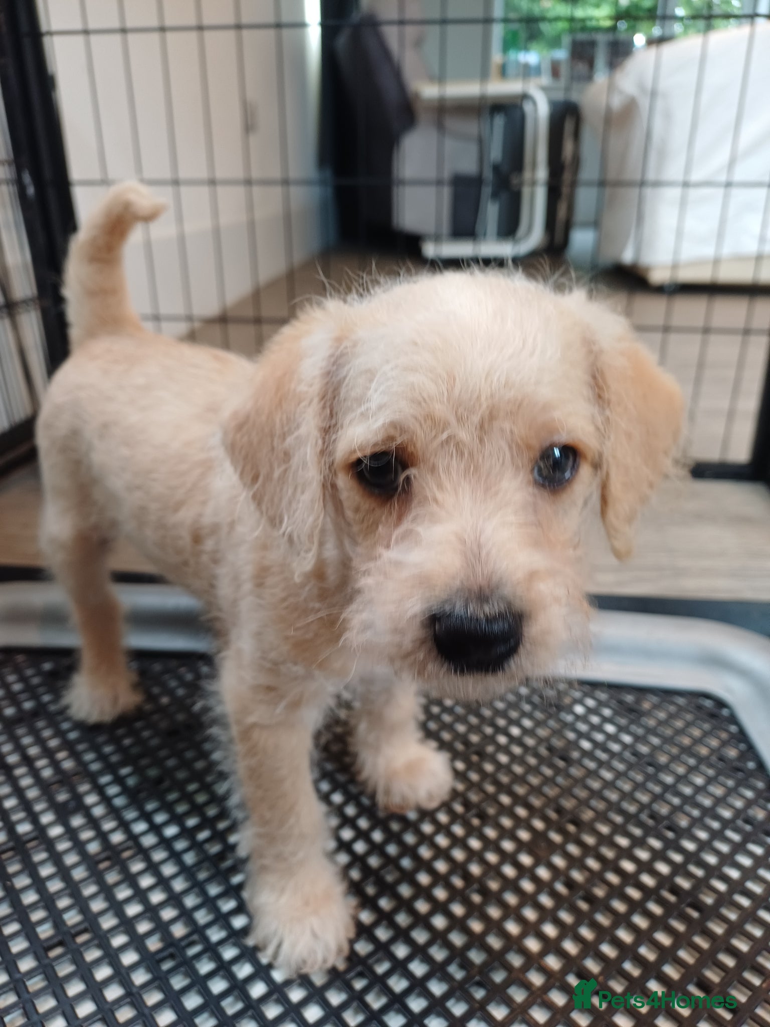 Schnoodle dogs for sale: Schnoodles 2x boy and 1x girl  in Bury Saint Edmunds - Advert 12