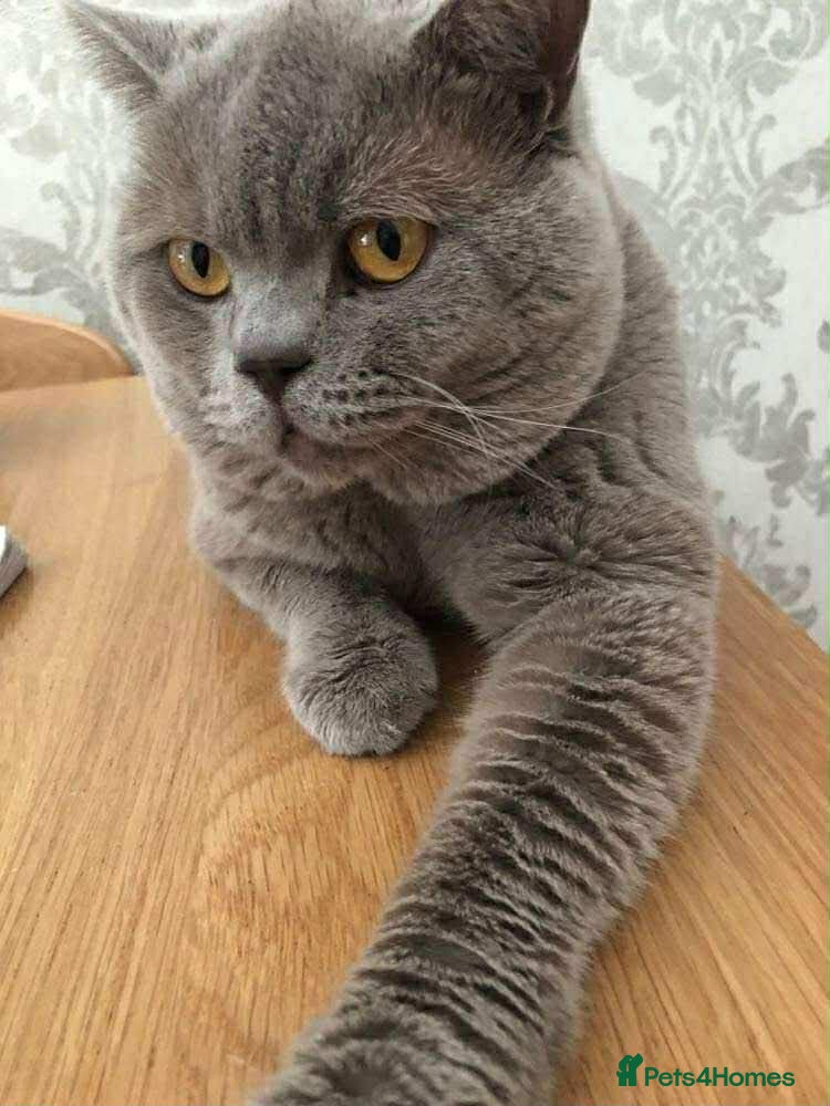 British Shorthair cats lilac british shorthair male - Advert 14