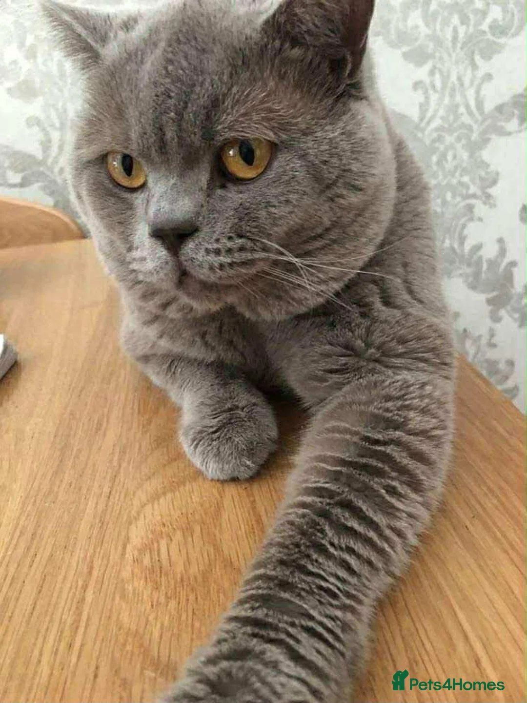 British Shorthair cats for sale: lilac british shorthair male - Advert 1