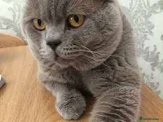 British Shorthair cats lilac british shorthair male - Advert 14