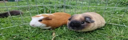 Guinea Pig rodents for sale: California x male and female Guinea pig babies  - Advert 27