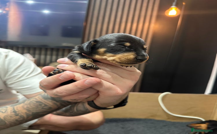 Dachshund dogs - Advert 1