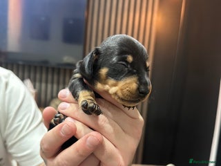 Dachshund dogs - Advert 1