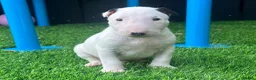 English Bull Terrier dogs for sale: Stunning English bull terrier puppies for sale  - Advert 12