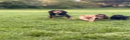 Cockapoo dogs for sale: Stunning F1 Cockerpoos🧸 - Advert 31