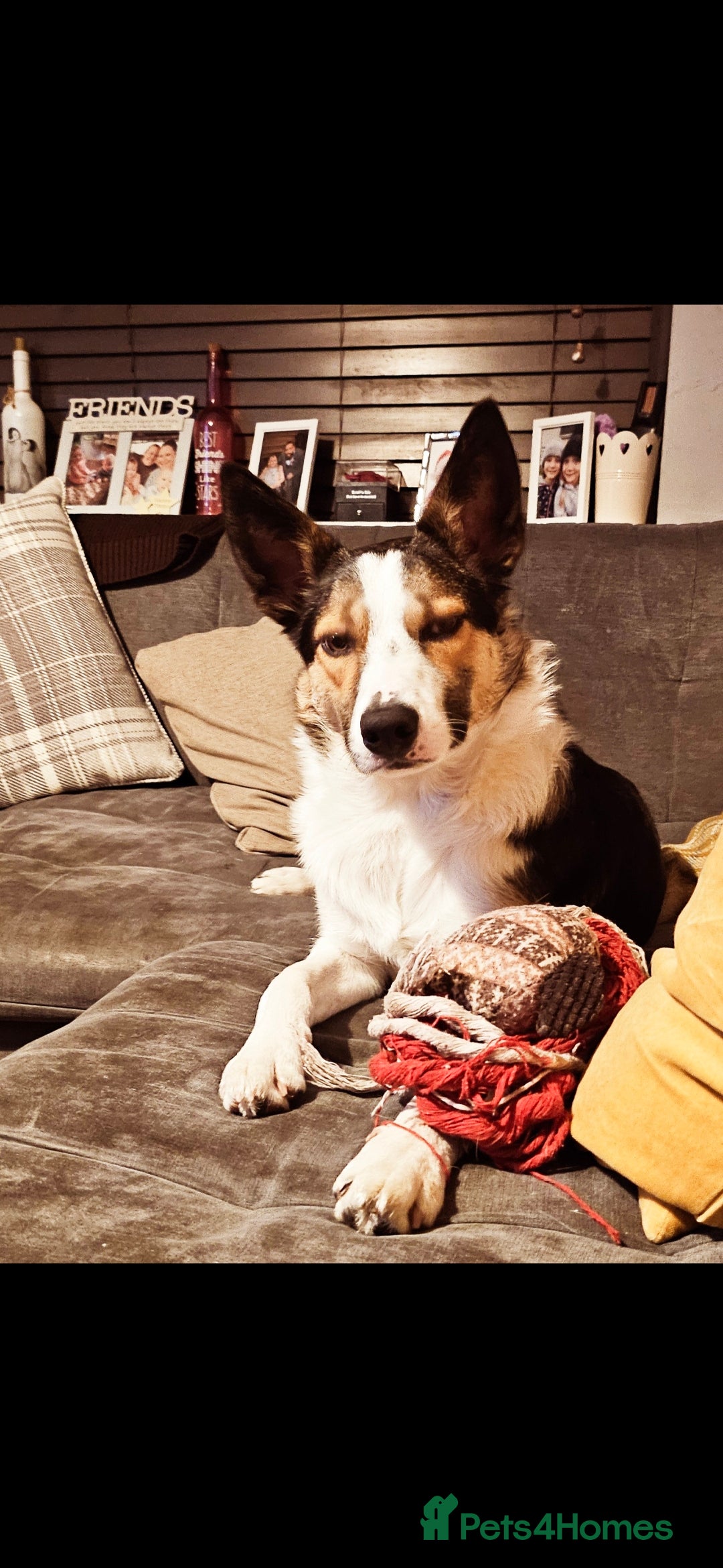 Smooth Collie dogs Teddy - Advert 2