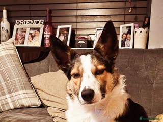 Smooth Collie dogs Teddy - Advert 2