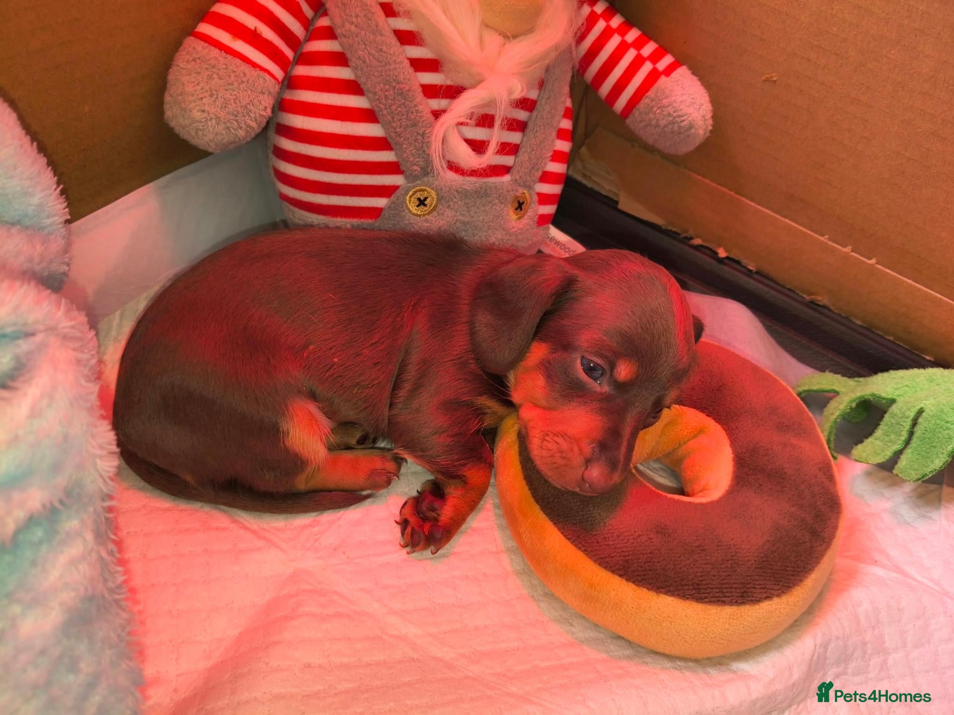 Miniature Dachshund dogs Miniature Dachshund Blue tan boy available. - Advert 9