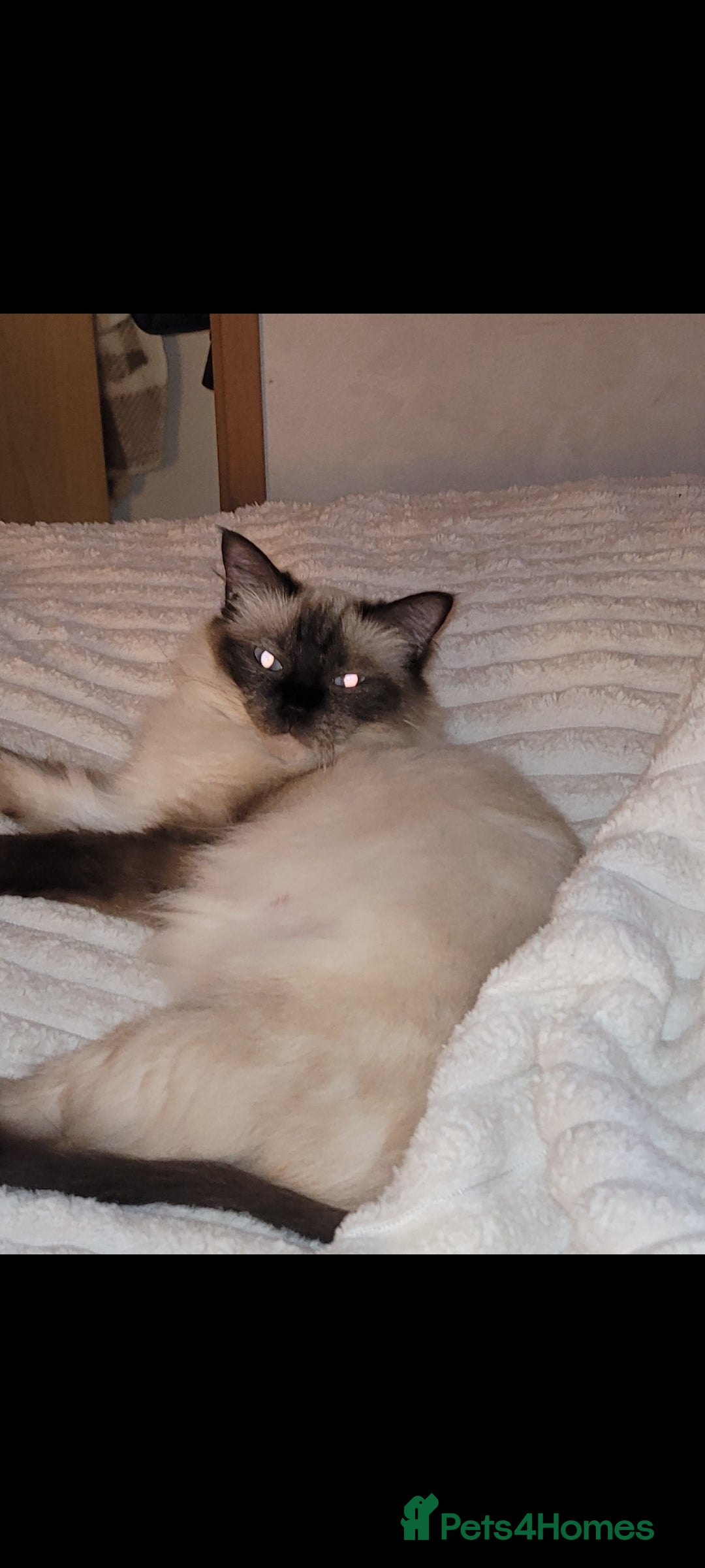 Ragdoll cats 💗 BEAUTIFUL RAGDOLL KITTENS – 2 GIRLS & 2 BOYS 💗 - Advert 3