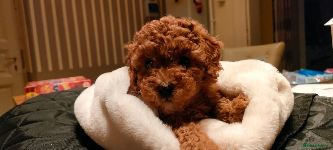 Miniature Poodle dogs for sale: ✨ Miniature Poodle Puppies for Reservation! ✨   - Advert 6