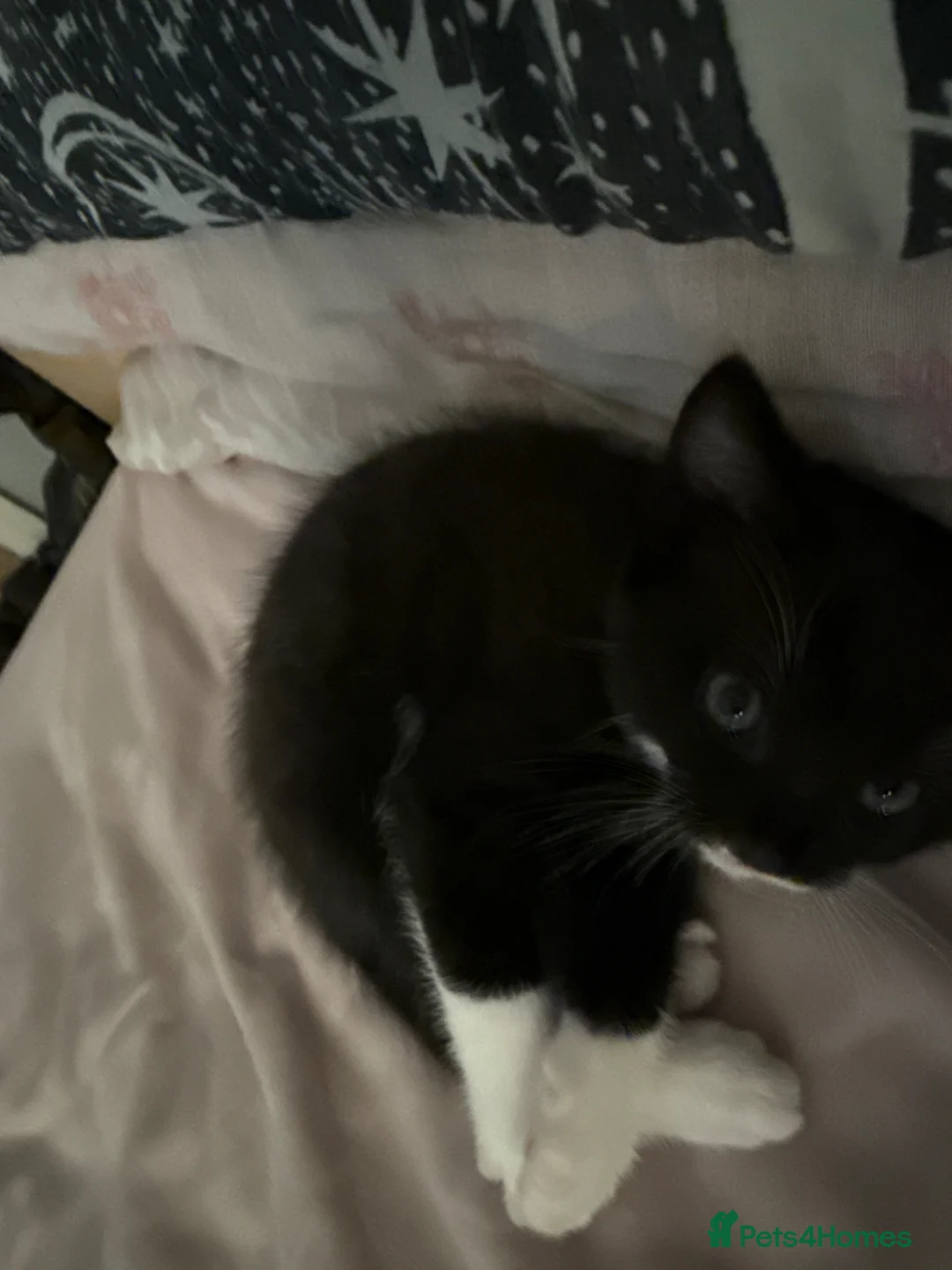 British Shorthair cats for sale: Male cat - Advert 2