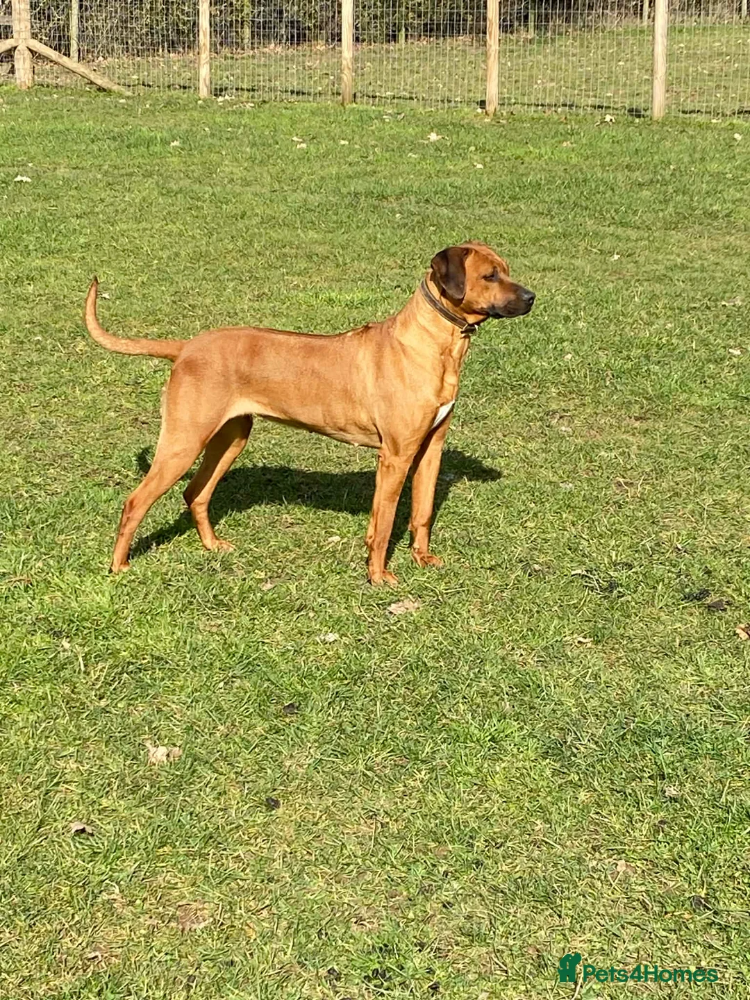 Rhodesian Ridgeback dogs for sale: KC reg Ridgeback puppies - Advert 19