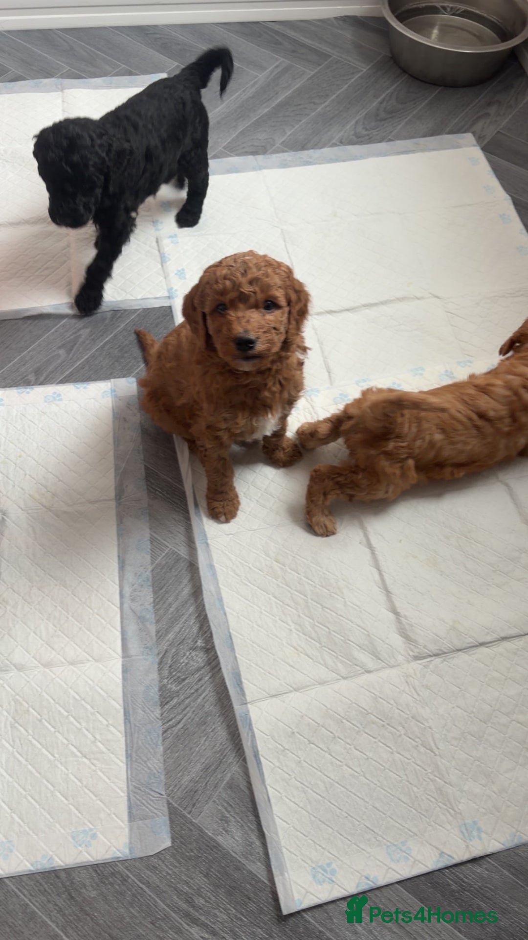 Standard Poodle dogs for sale: KC Registered standard poodle puppies  - Advert 10
