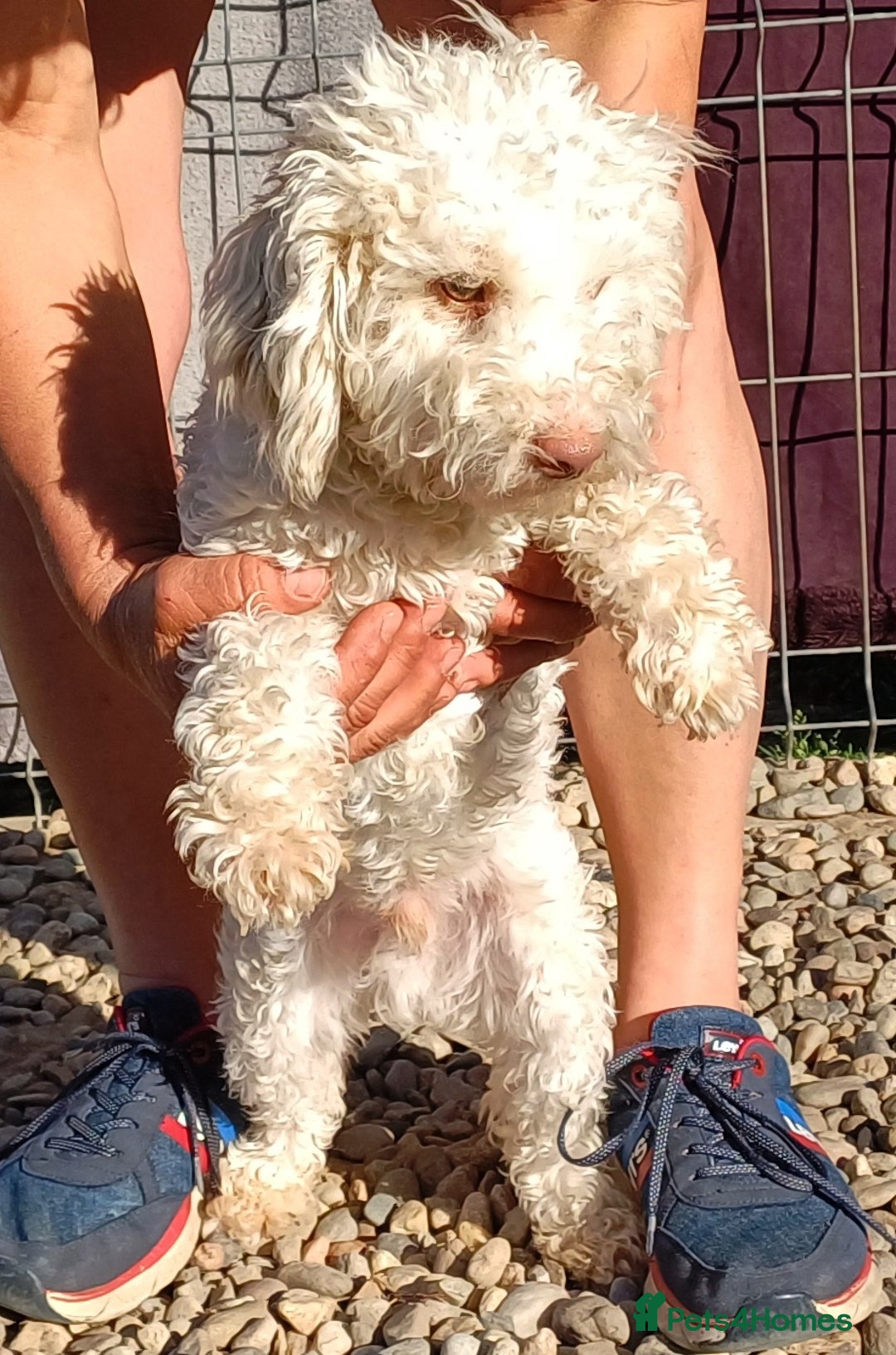 Yorkiepoo dogs for adoption: M.&K. - two inseparable friends for a Loving Home - Image 27