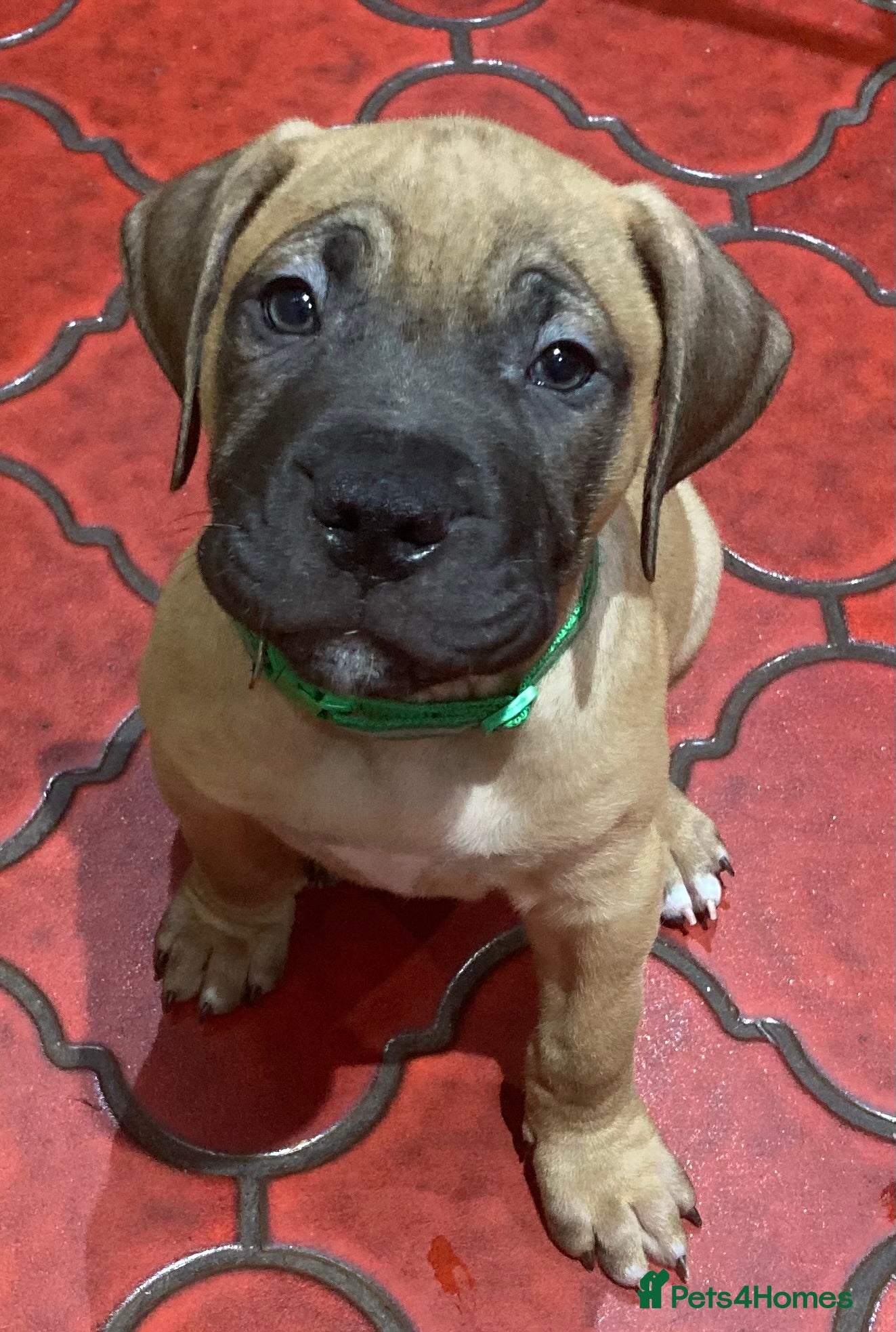 Mixed Breed dogs 🥰 ❤️ ONE BOY ❤️ 🥰 - Advert 5