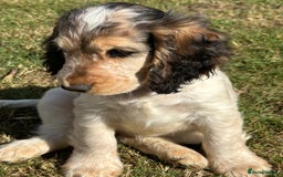 Cocker Spaniel dogs for sale: Stunning Pedigree KC Show Cocker Puppies  - Image 9
