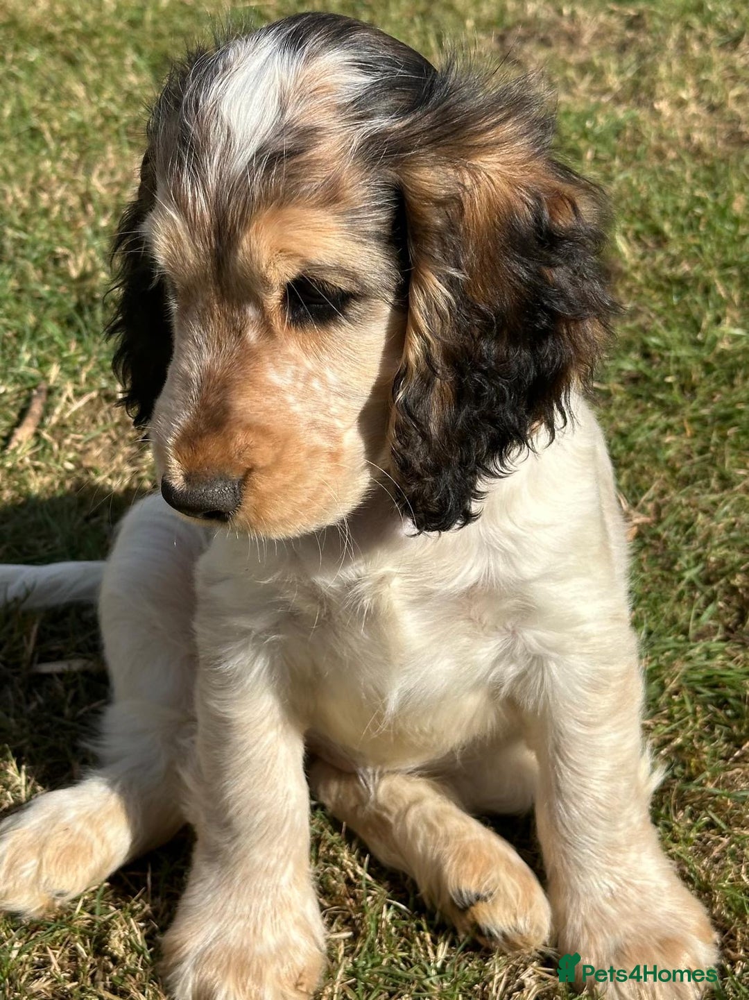 Cocker Spaniel dogs for sale: Stunning Pedigree KC Show Cocker Puppies  - Image 9