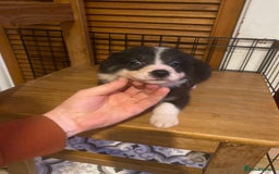 Border Collie dogs for sale: Border collie pups - Image 7