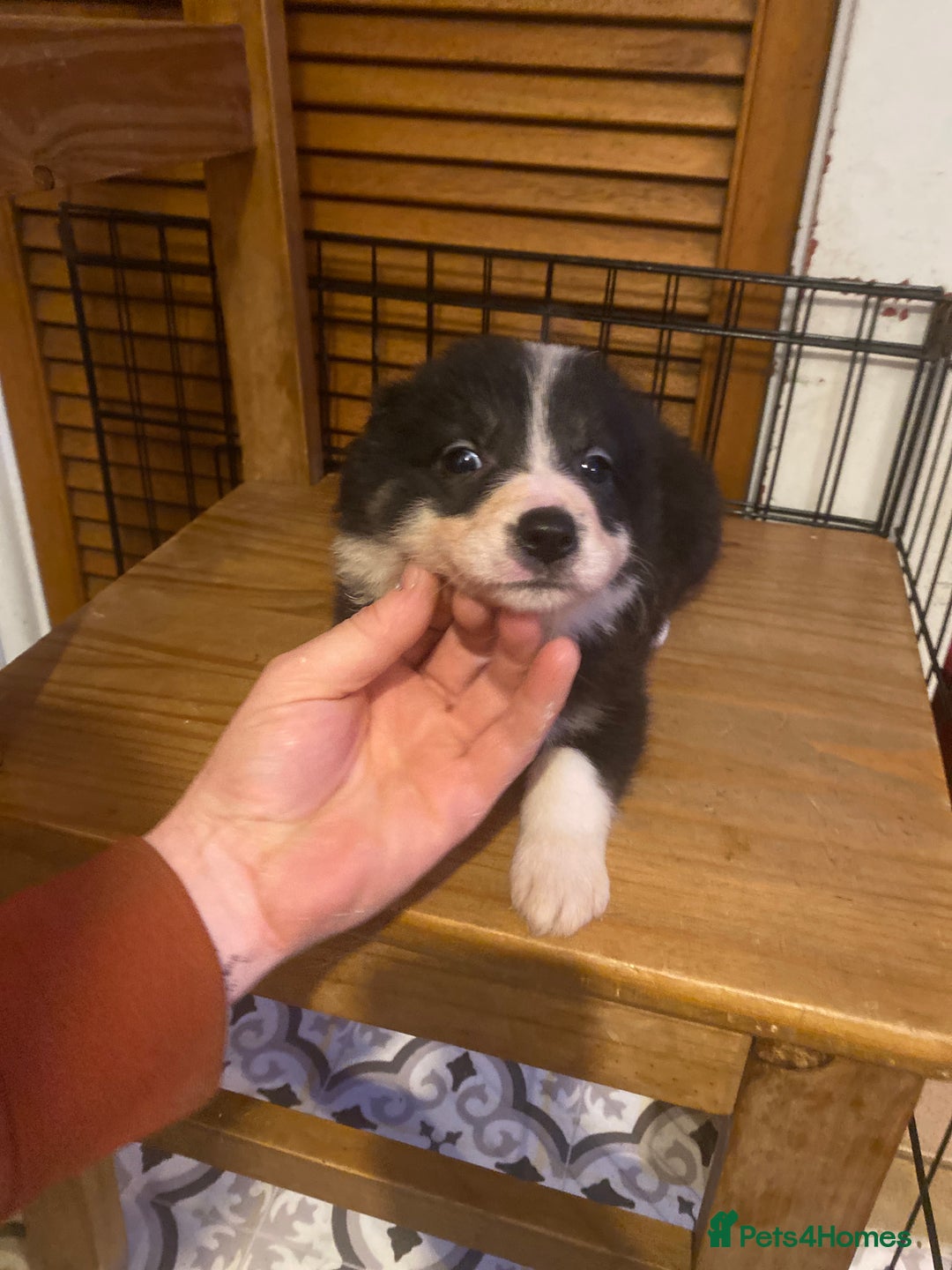 Border Collie dogs for sale: Border collie pups - Image 7