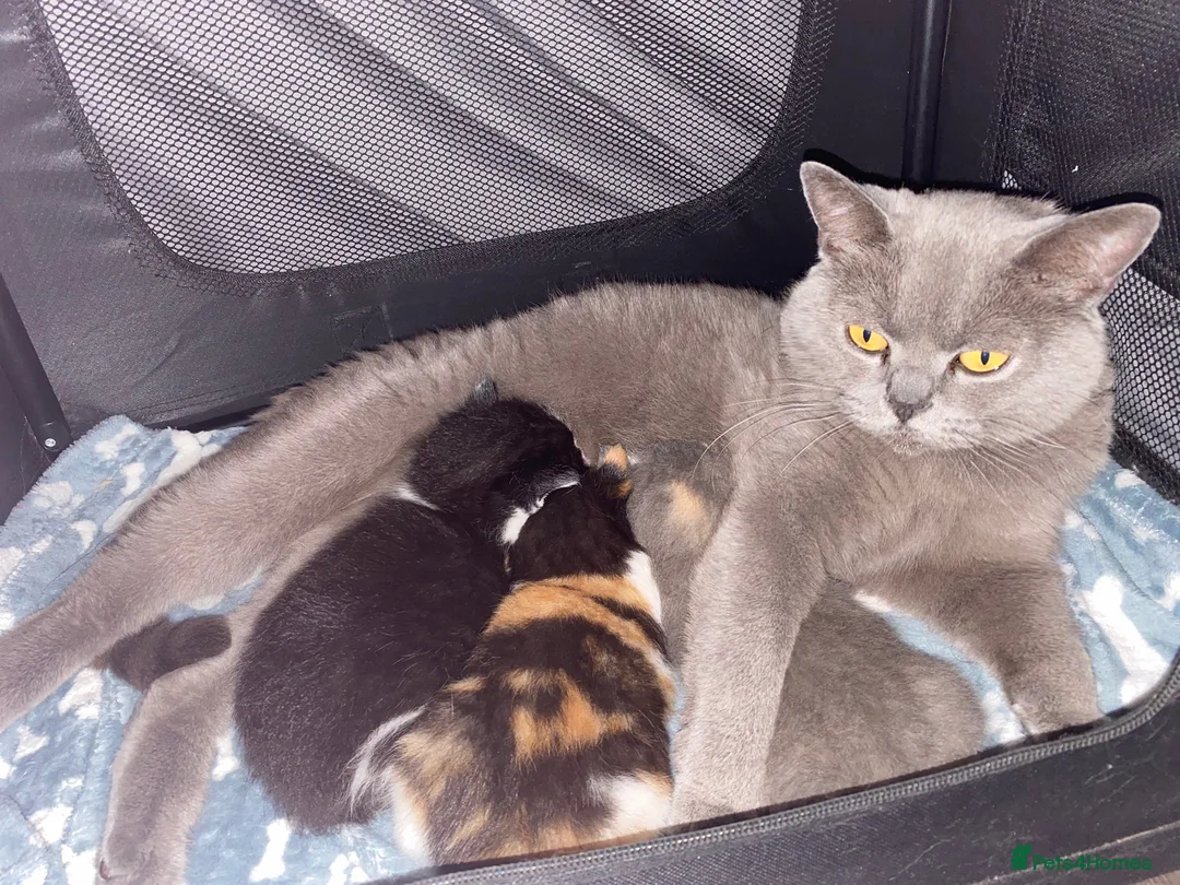 British Shorthair cats for sale: Very docile girl & boy  - Advert 2