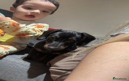 Dachshund dogs for sale: Female Dachshund  - Image 6