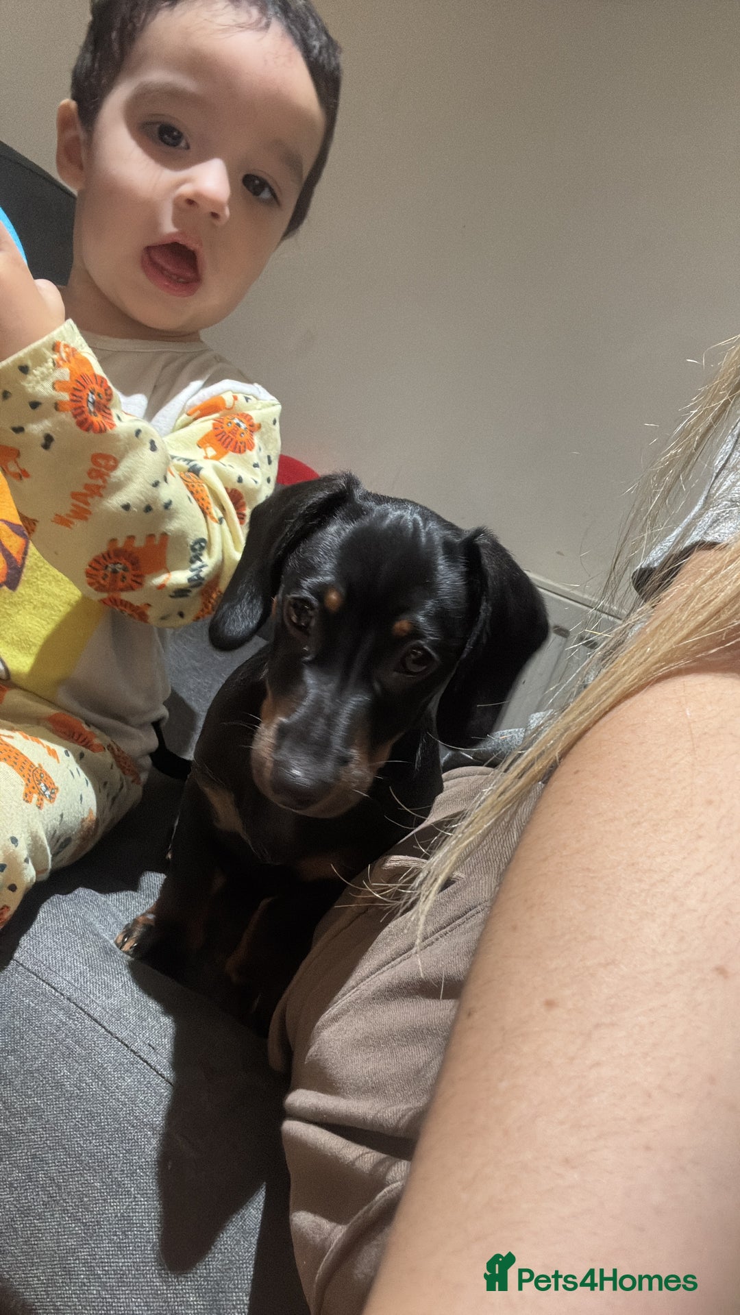 Dachshund dogs for sale: Female Dachshund  - Image 6