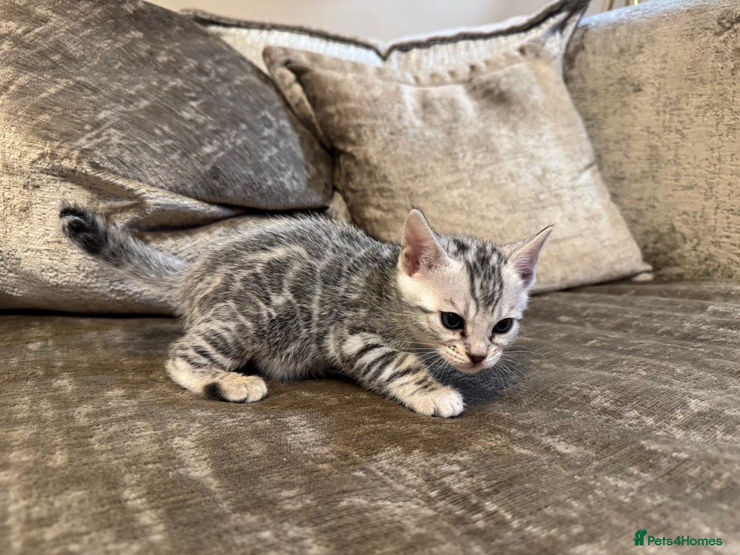 Bengal cats for sale: Exceptional TICA Registered Bengals- Champion Line - Advert 12