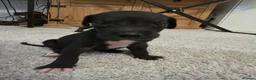 Great Dane dogs for sale: High Quality Great Dane Puppies - Advert 6