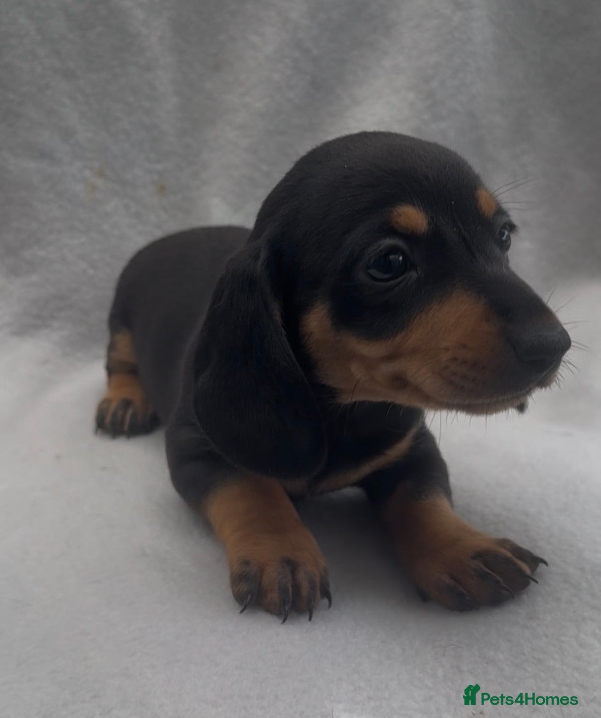 Miniature Dachshund dogs for sale: Beautiful mini dachshund black tan boy ready now - Advert 3
