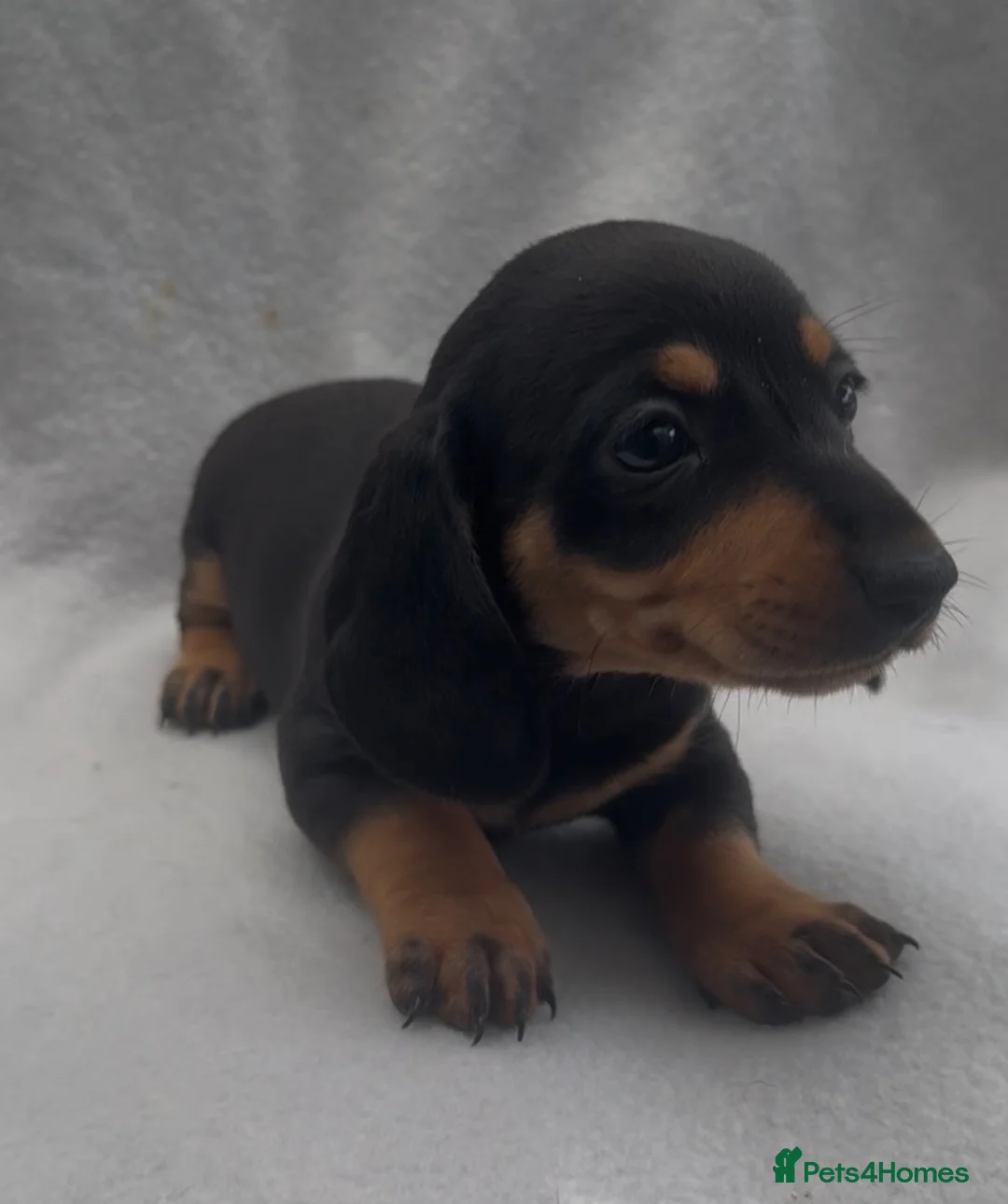 Miniature Dachshund dogs for sale: Beautiful mini dachshund black tan boy ready now - Advert 1